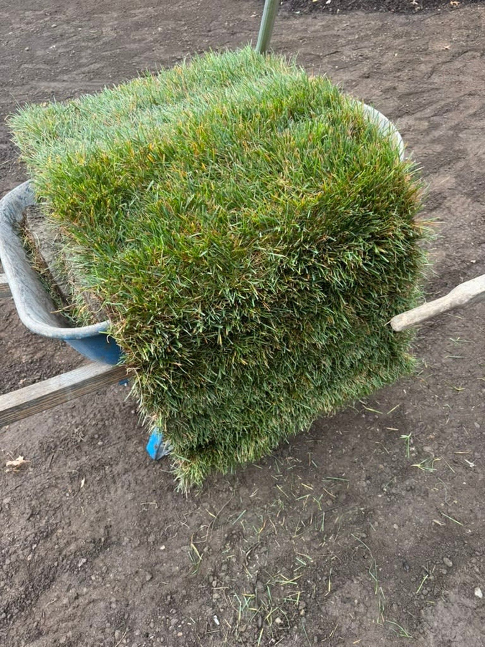 A clipped green hedge in a black nursery pot on bare soil.
