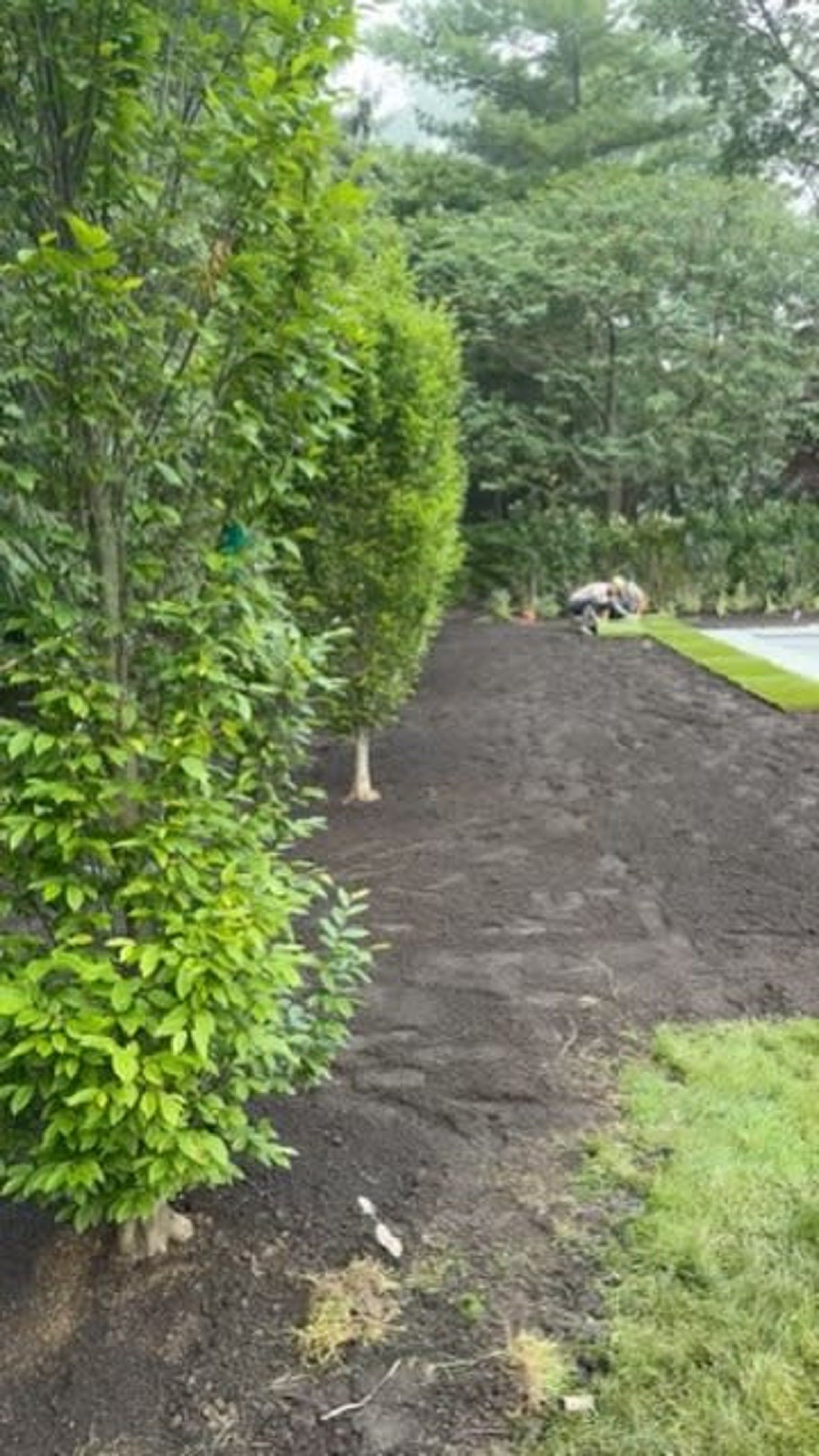 A hedge-lined dirt path beside a lawn, with trees and a parked vehicle in the distance.
