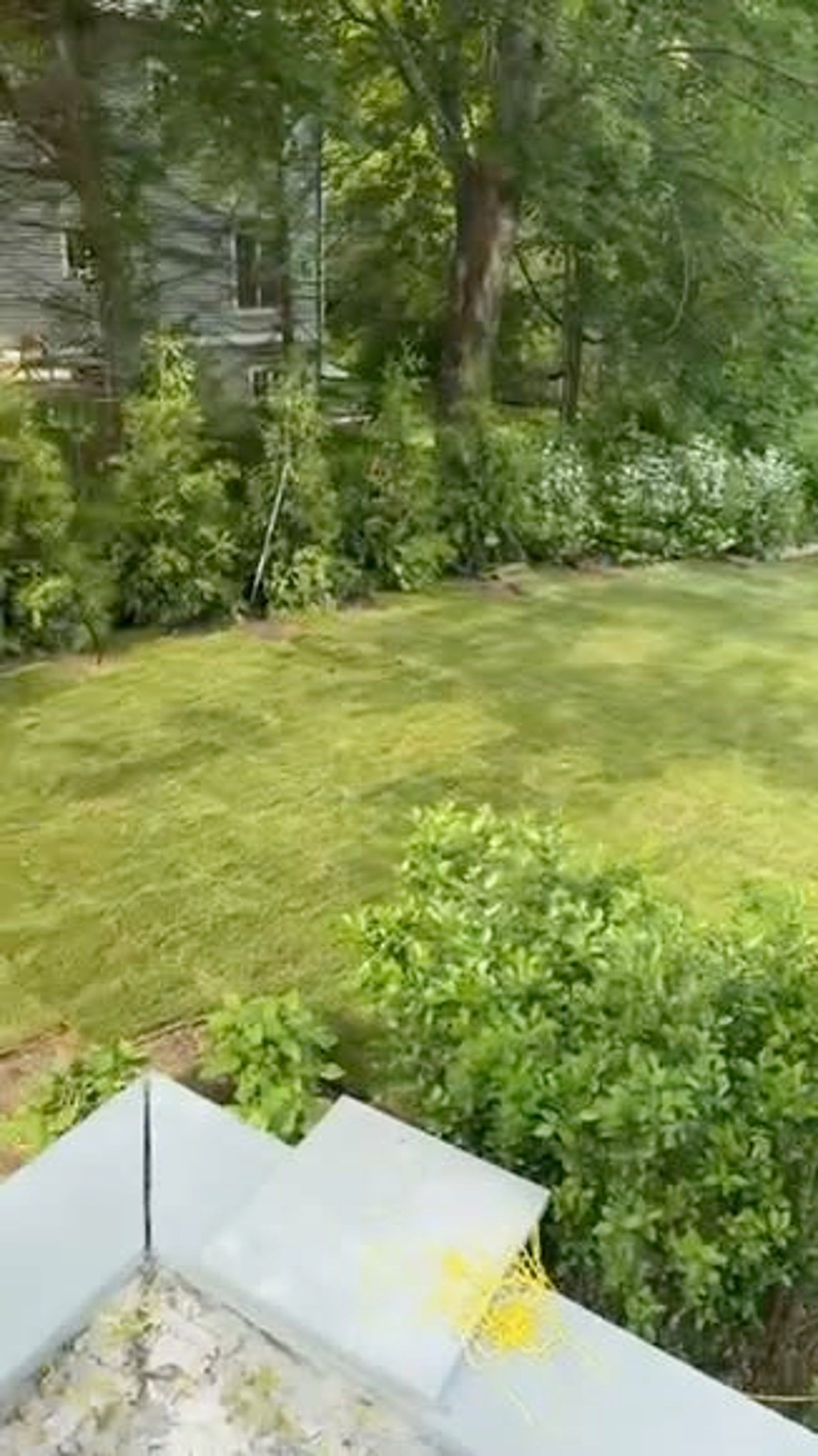 Grassy backyard with trees and shrubs, viewed from a patio or deck with light-colored tiles in the foreground