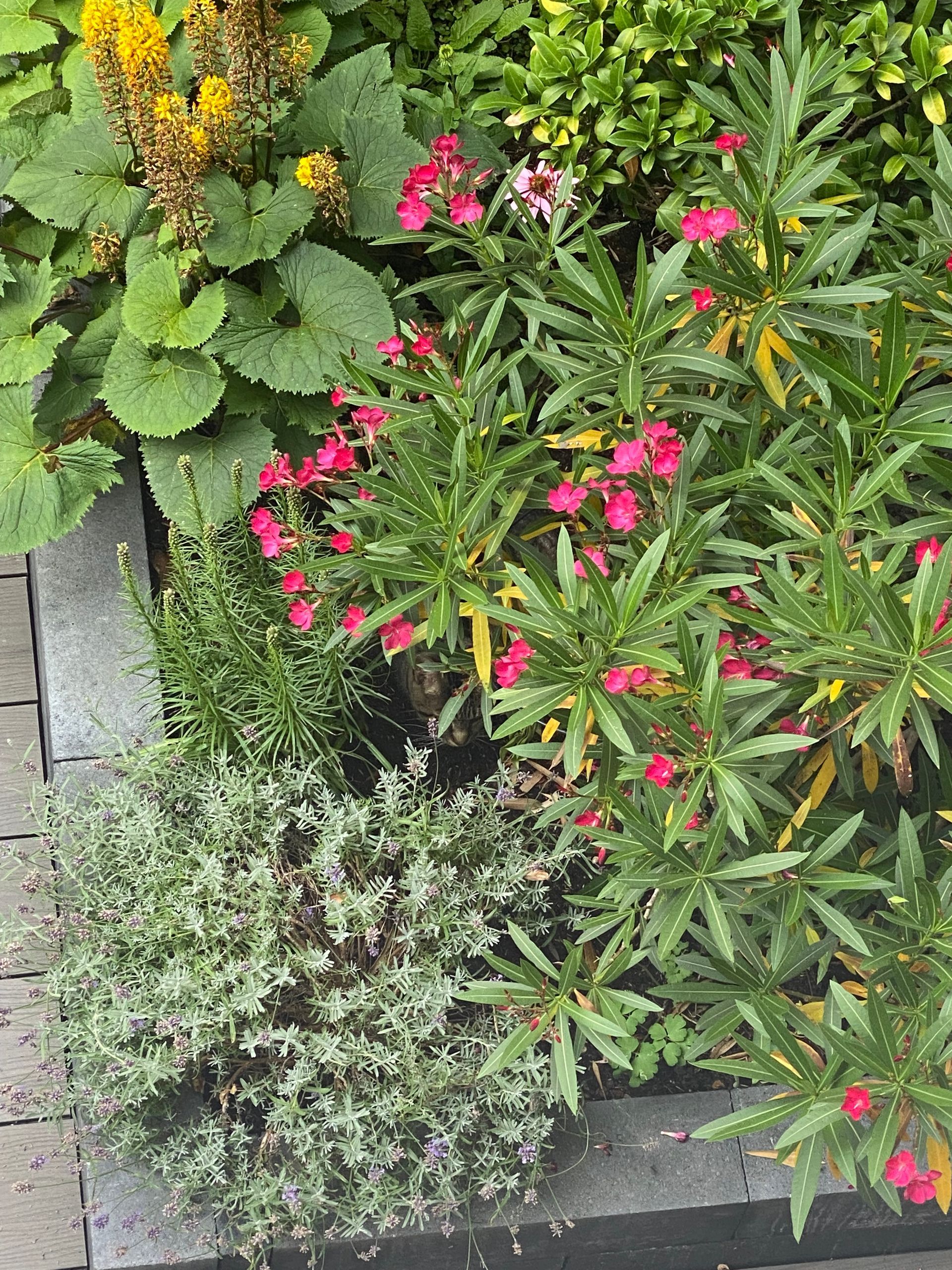 zomer tuin