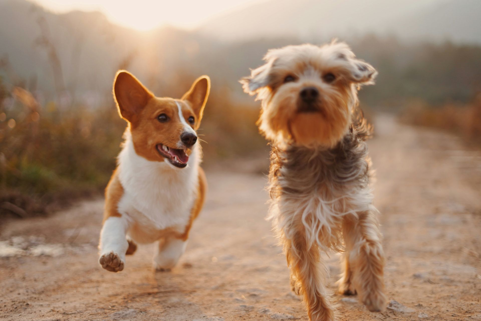 PET CUSTODY DISPUTES