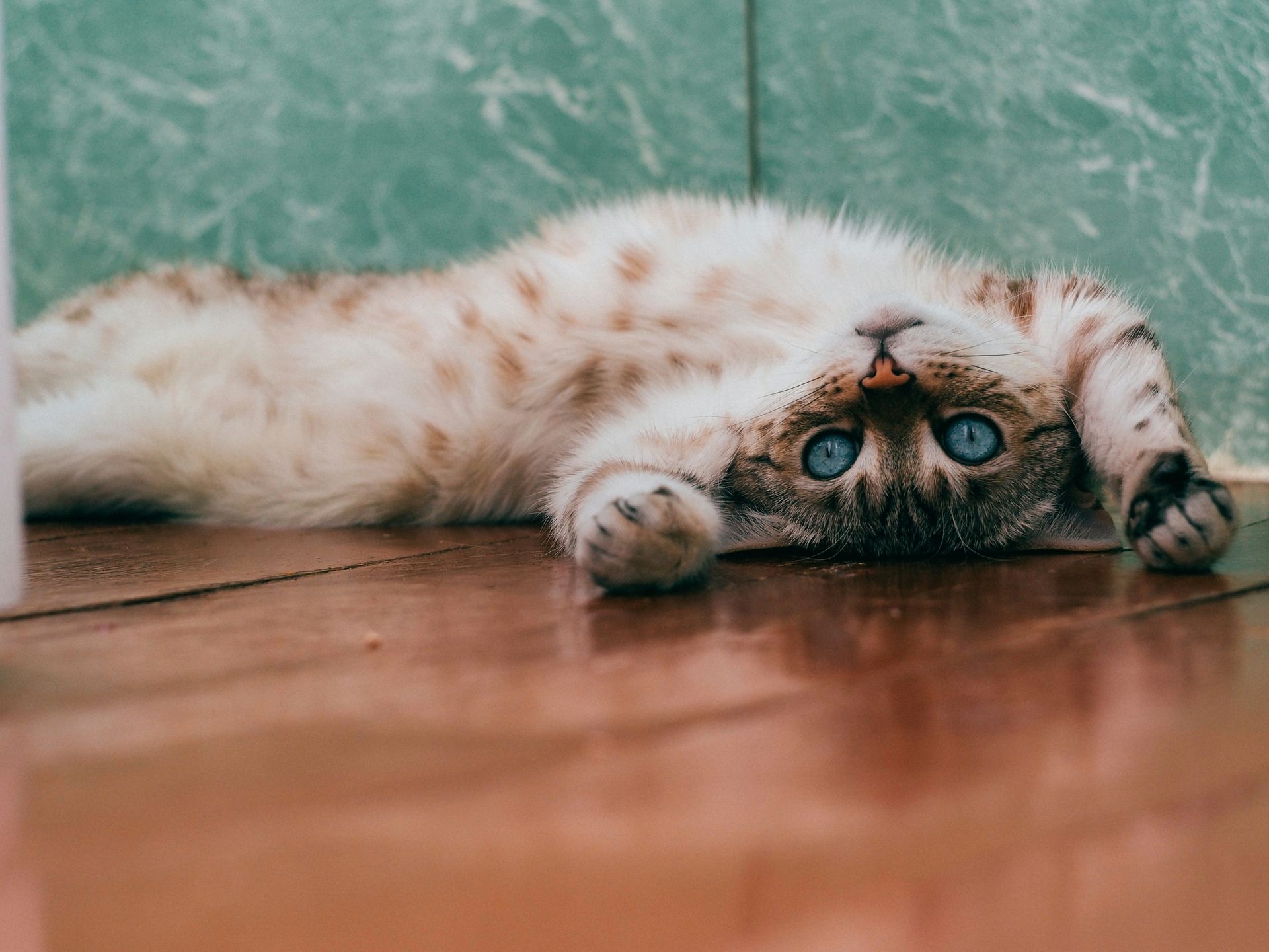 Cat on its back, happy at home