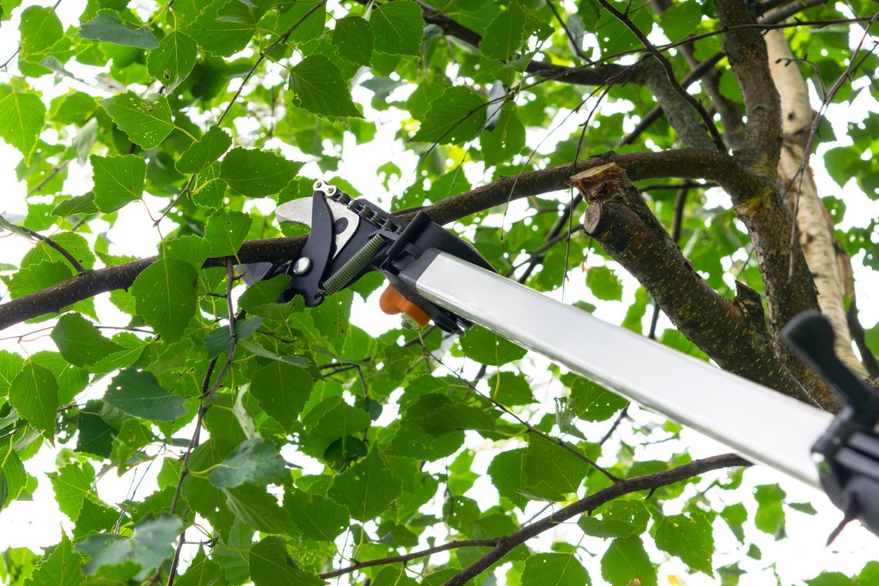 a person is cutting a tree branch with a pair of scissors .