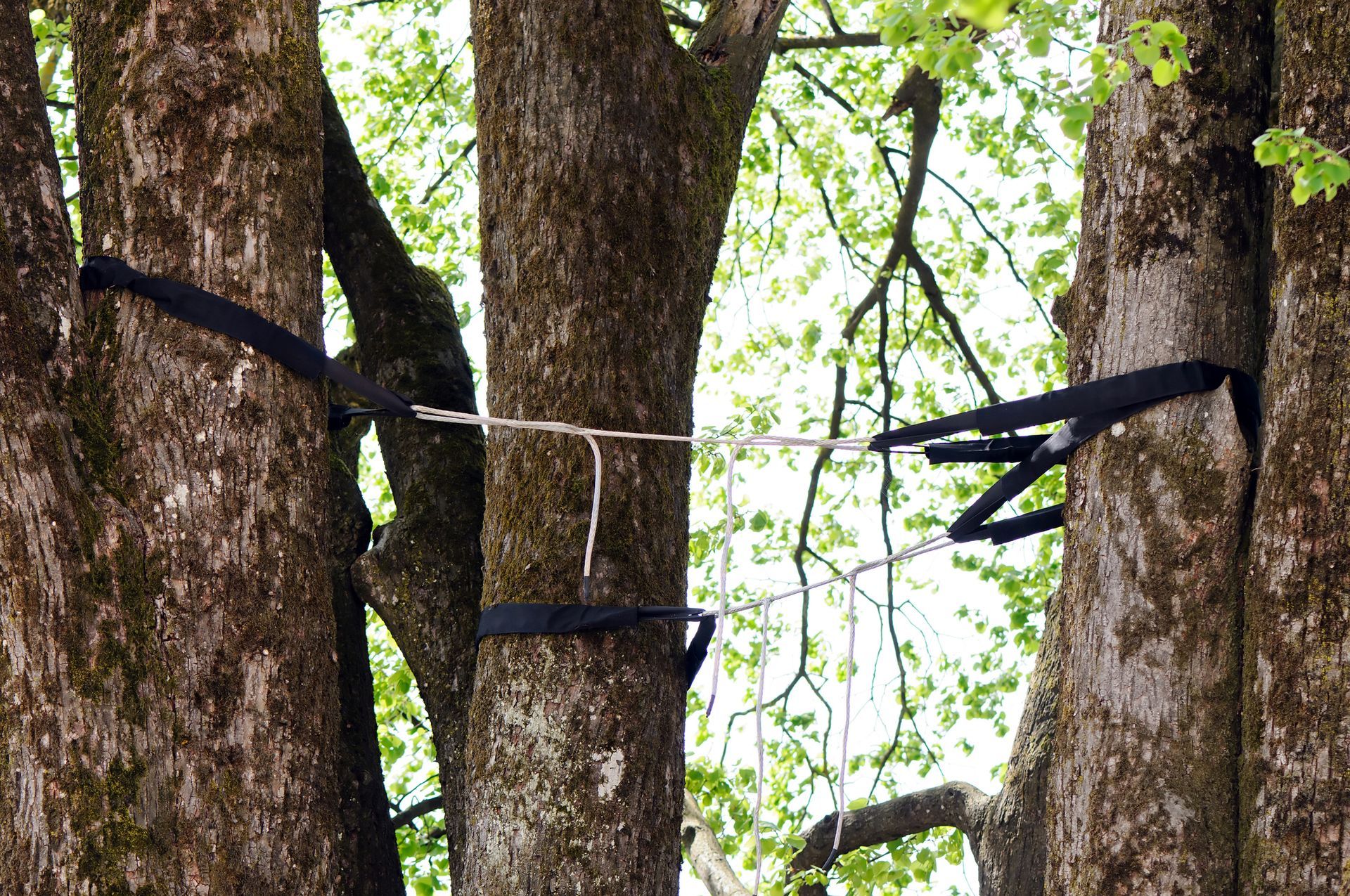 a tree with a rope attached to it and the letter z on it
