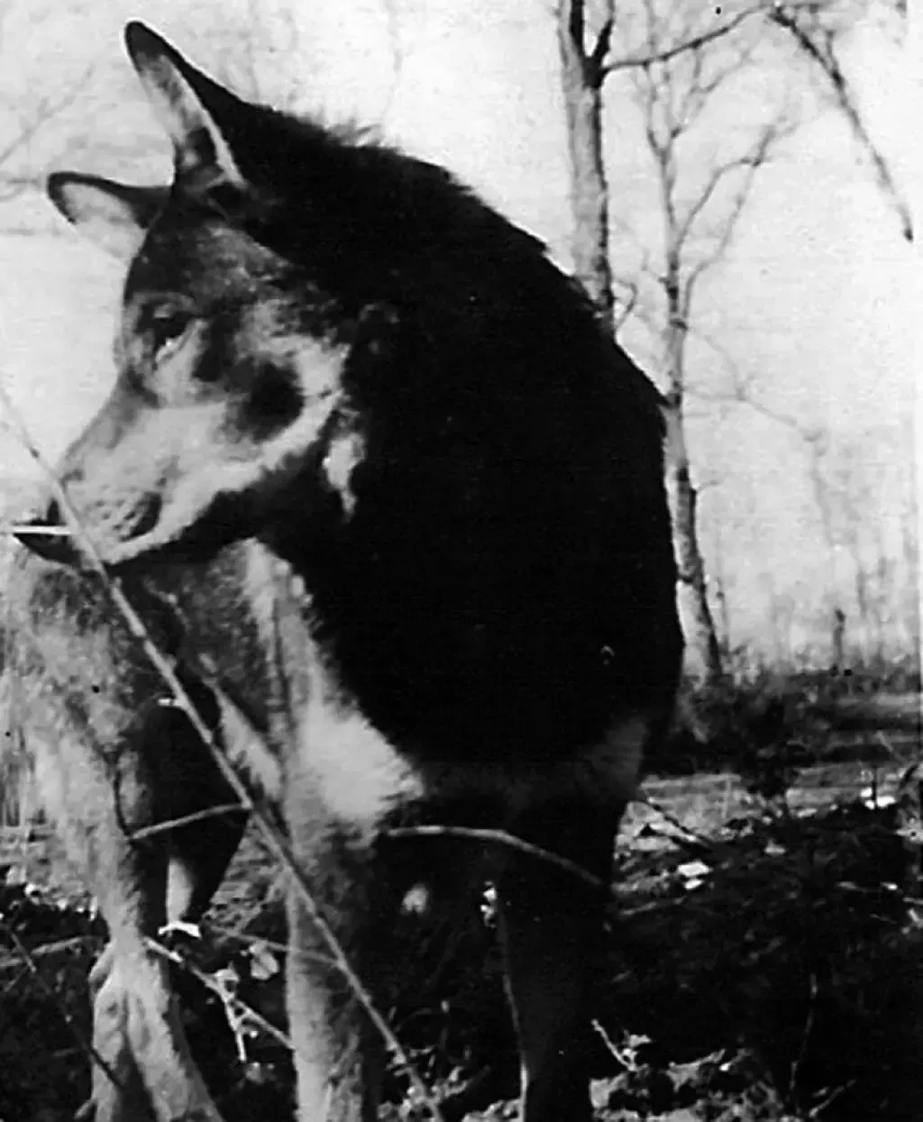 https://www.defensemedianetwork.com/stories/chips-war-dog-hero-of-the-3rd-infantry-division/