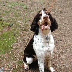 Brown and white English Springer Spaniel sitting, panting, with tongue out.