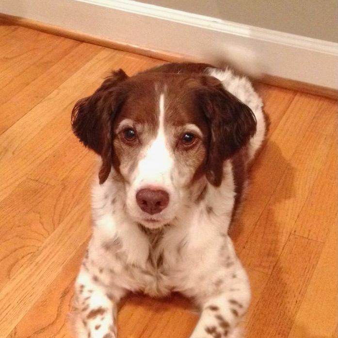 Brown and white dog lying on hardwood floor, looking at camera.