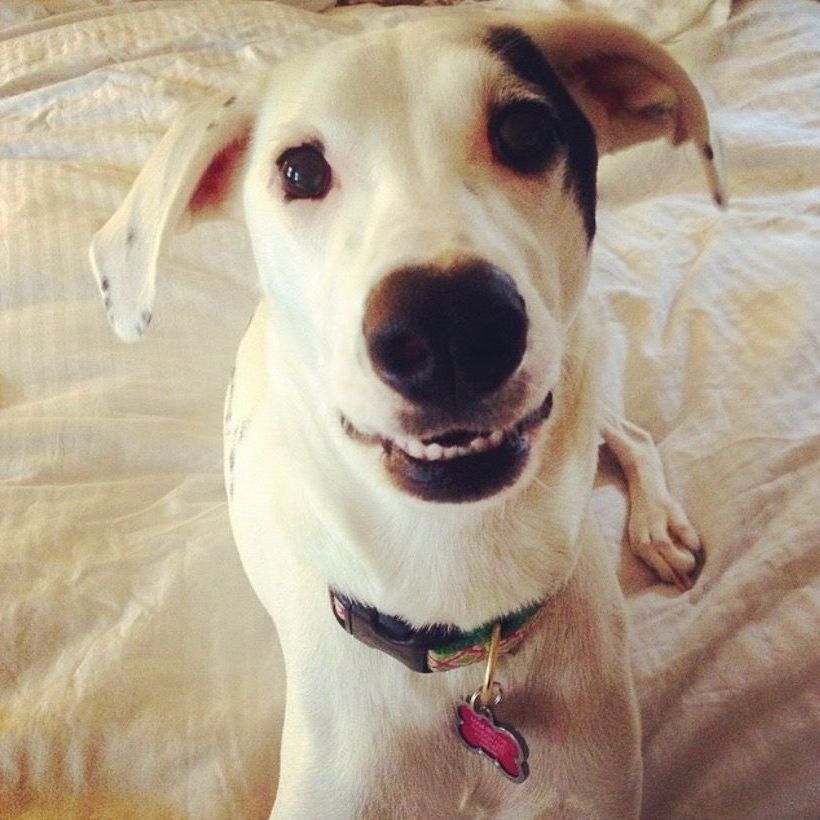 Smiling white and black spotted dog with a collar and tag on a white bed.