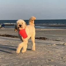 Golden doodle dog on a beach with a red toy in its mouth, ocean in the background.