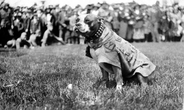 Sgt Stubby