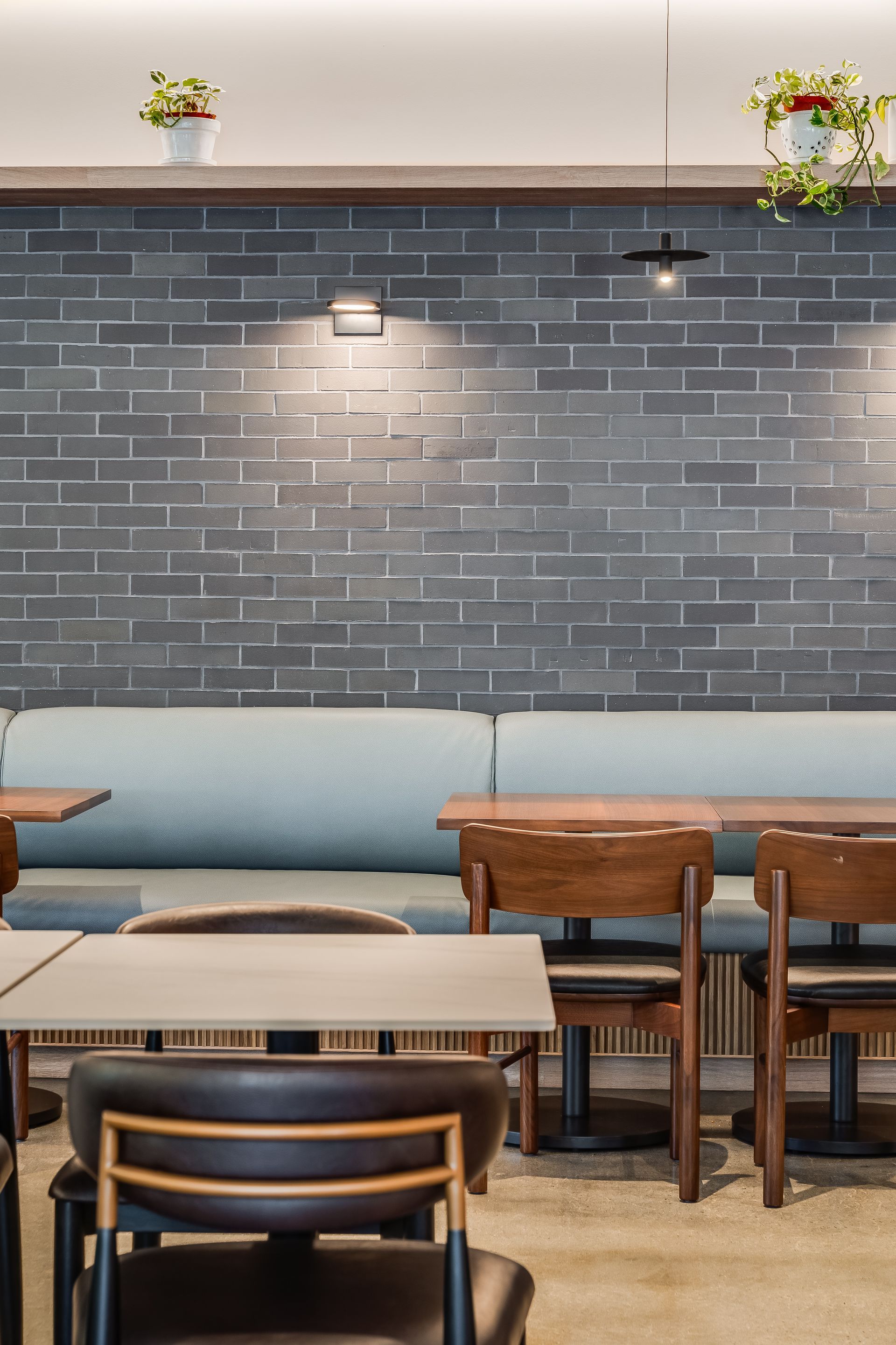 Empty cafe with blue benches, wooden tables, and a dark brick wall with hanging plants and lights