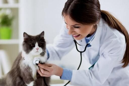 HOSPITAL VETERINARIO PERROS Y GATOS-atendemos a tu mascota