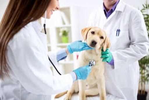 HOSPITAL VETERINARIO PERROS Y GATOS-vacunación preventiva