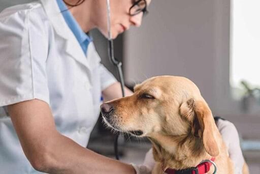 HOSPITAL VETERINARIO PERROS Y GATOS-hospitalizaciones