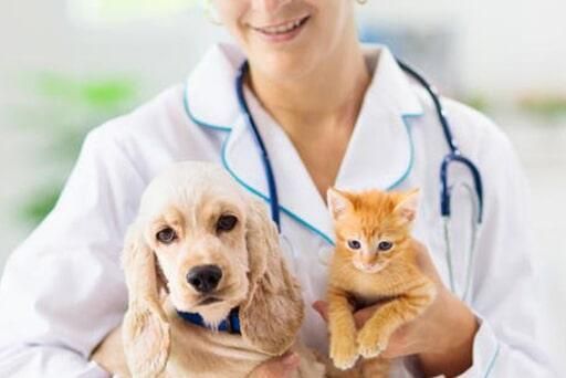 HOSPITAL VETERINARIO PERROS Y GATOS-cirugía ortopédica