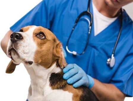 HOSPITAL VETERINARIO PERROS Y GATOS-venta de alimentos y medicamentos