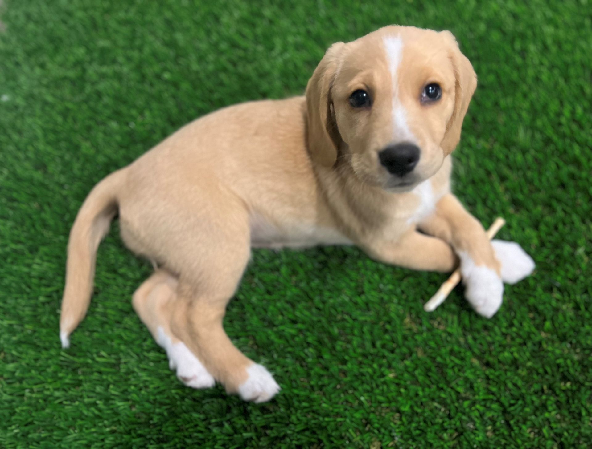 Puppy on non-toxic pet turf