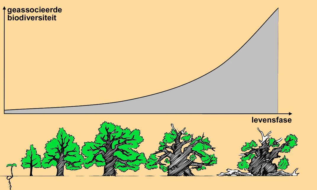 Viridis_Mundis_Levensloop_veteraan_boom_biodiversiteit Viridis_Mundis_Levensloop_veteraan_boom_biodiversiteit
