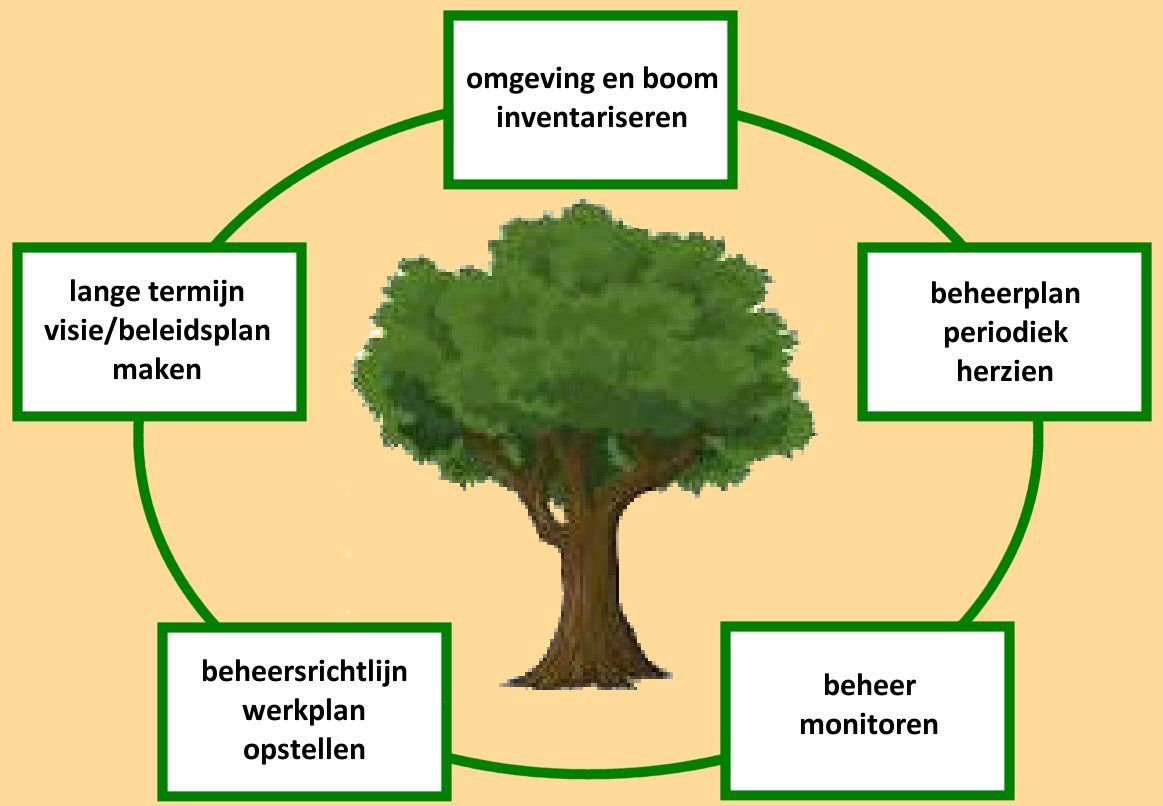 Viridis_Mundis_inventarisatie_beheerplan_voortbestaan_van_uw_veteraanboom Viridis_Mundis_inventarisatie_beheerplan_voortbestaan_van_uw_veteraanboom