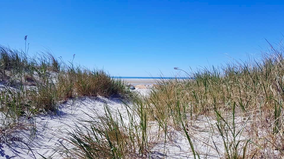 Sandy path through dune grass leads to a beach under a clear, blue sky.