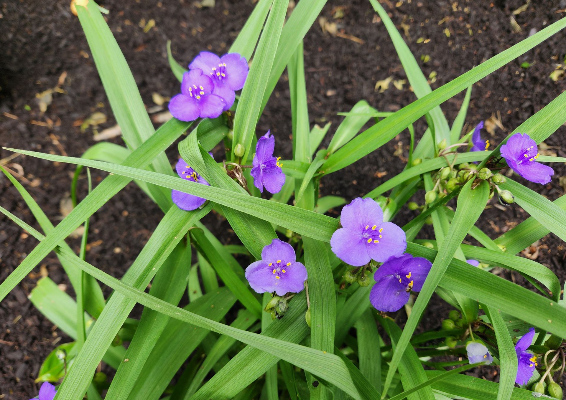 Wildflowers