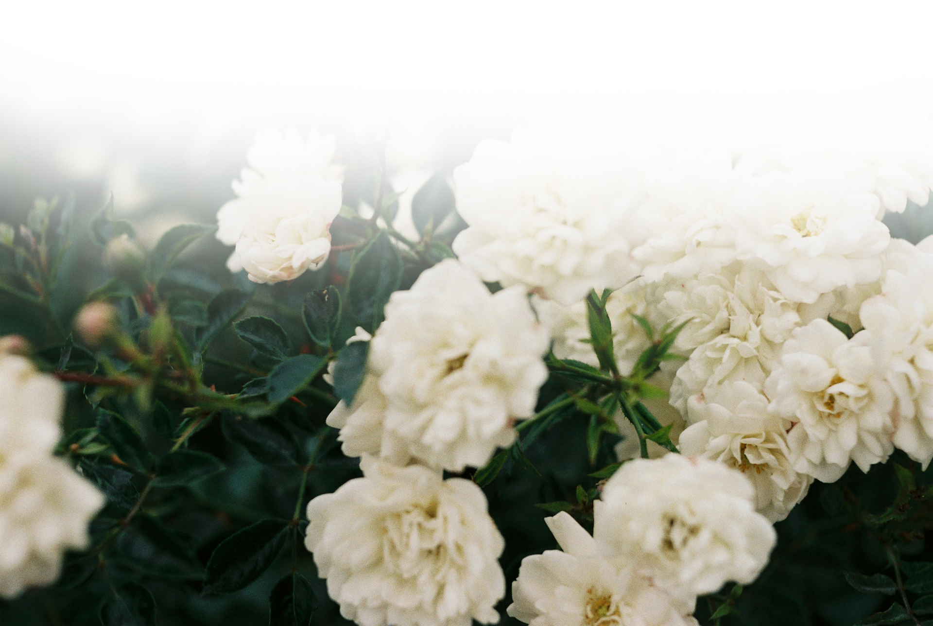 Funeral Care with Barkdull for Ashland, OH families