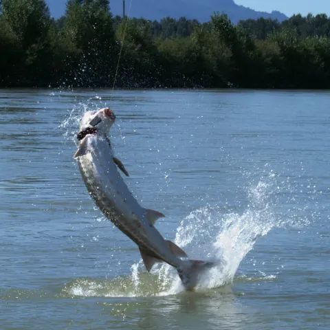 A fish is jumping out of the water with its mouth open