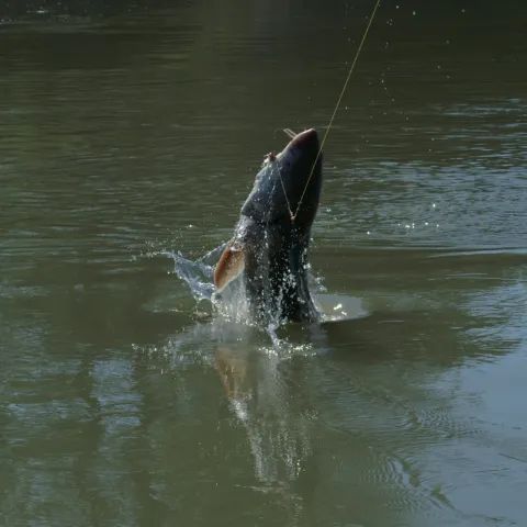 A fish is jumping out of the water to catch a fishing line.