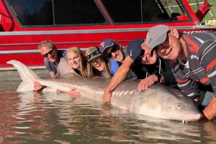 A group of people are standing around a large fish in the water.