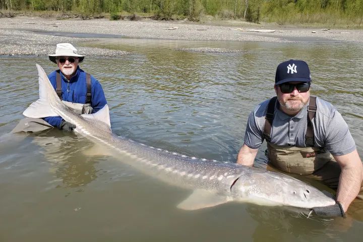 Two men are holding a large fish in the water.