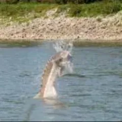 A giraffe is swimming in a body of water.