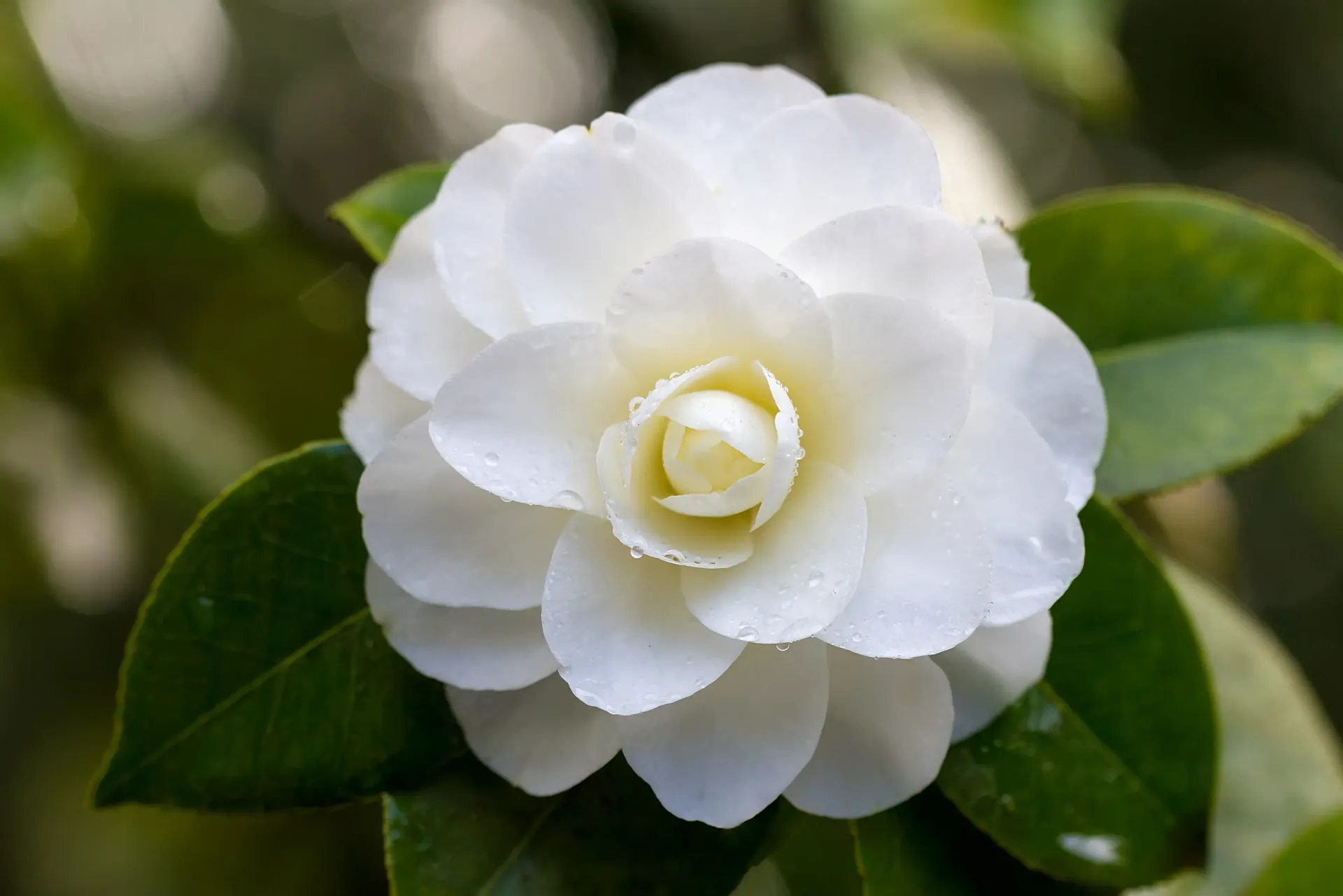 Send Flowers
