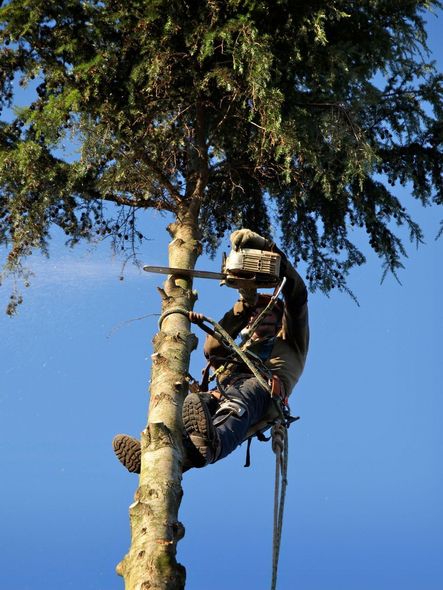 A man is climbing up a tree with ropes.
