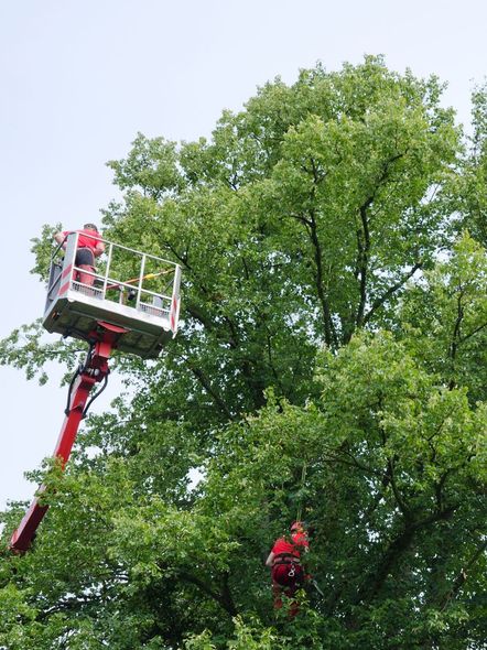 A man is climbing up the side of a tree.