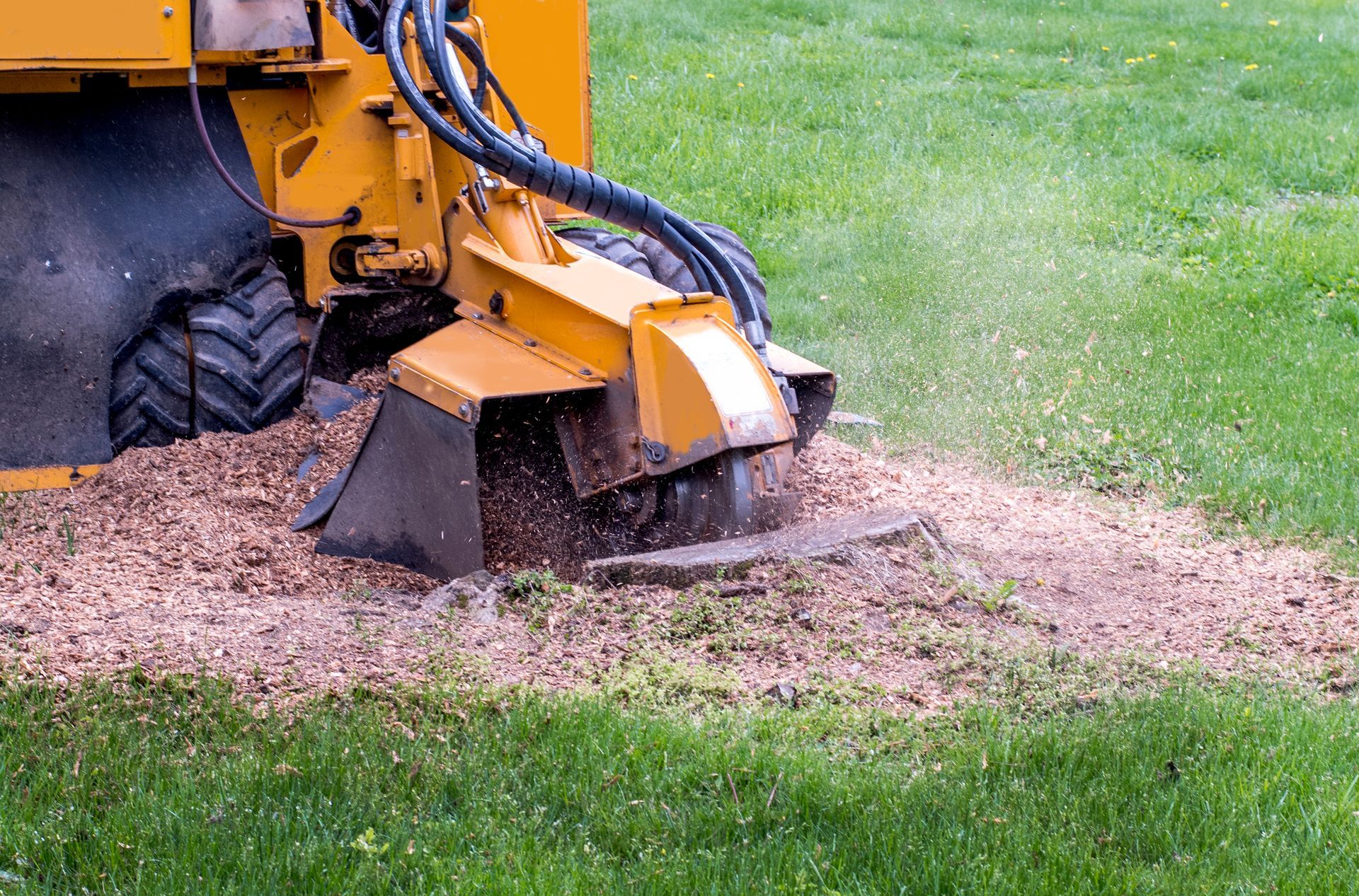 Tree and Stump Removal Services
