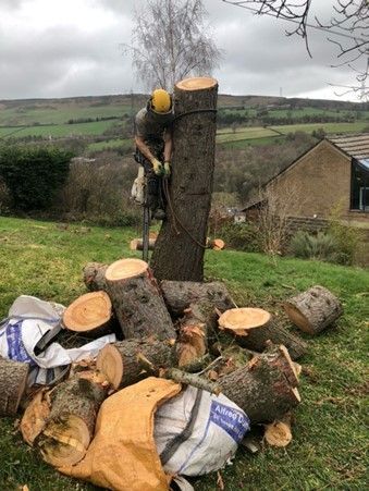 Tree felling by our expert