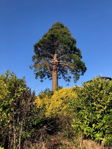 Tree felling