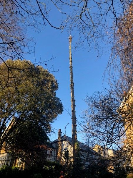 Tree removal