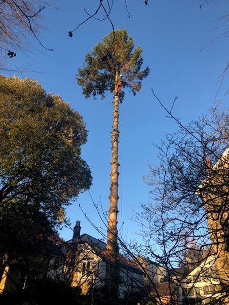 Tree surgery