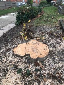 Tree consultations