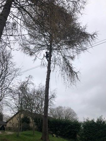 Reliable tree consultation