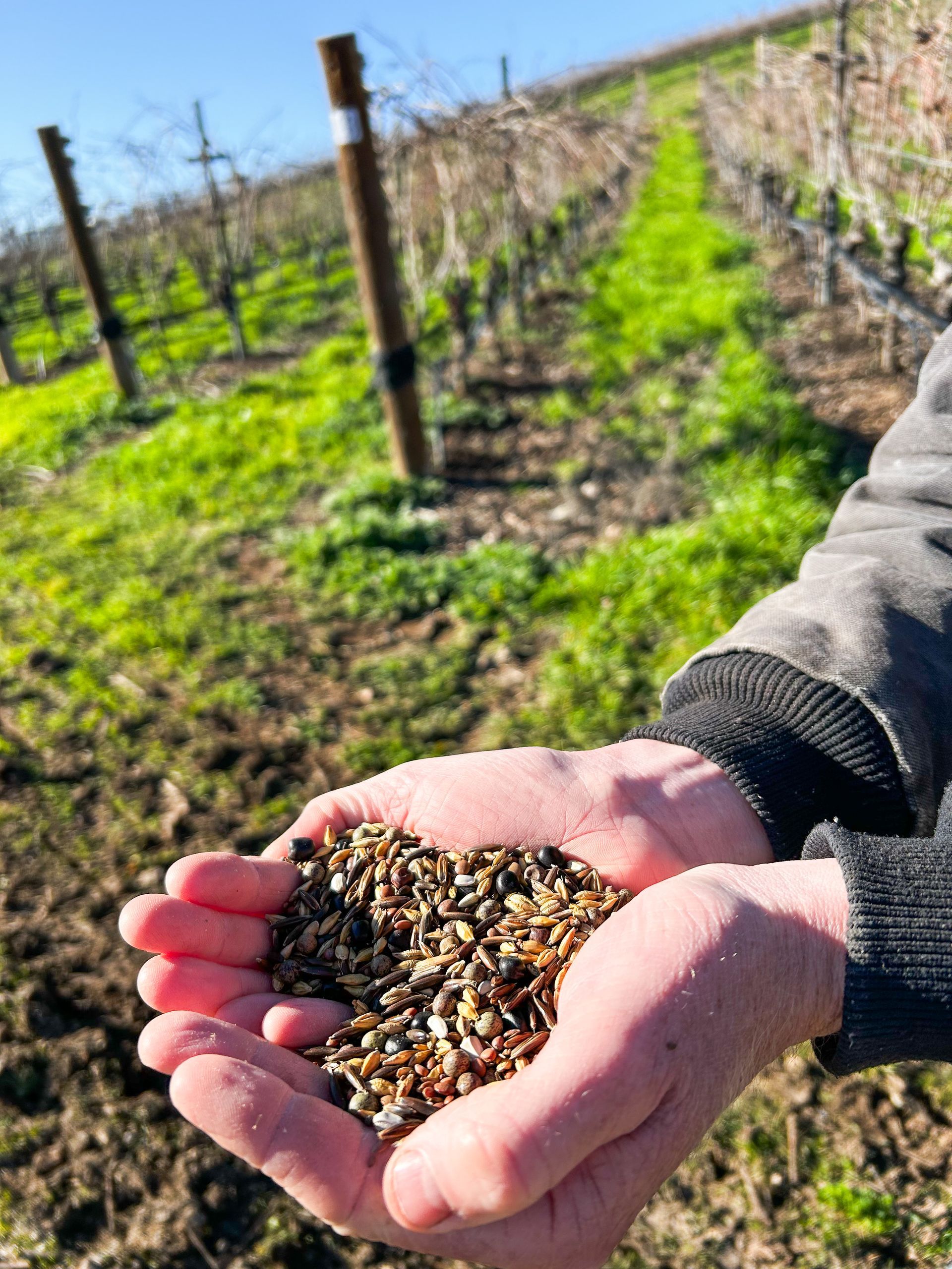 Hands holding seeds in a sunny vineyard row with vines and posts in the background.
