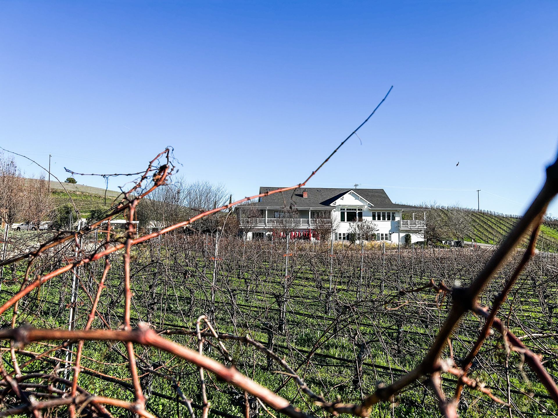 Bare grapevines during the winter, with the Parrish Family Vineyard tasting room in the distance.