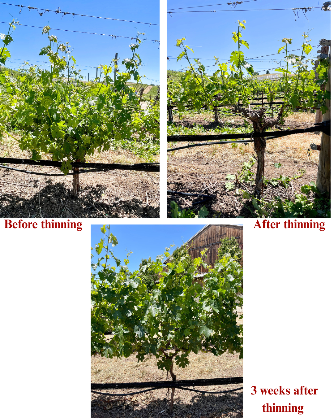 Grape vines before and after thinning and three weeks later in a vineyard. Green foliage, brown trunks.