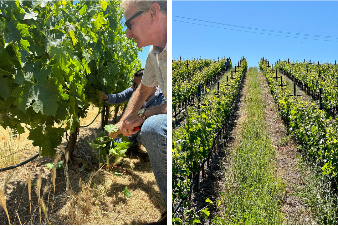Two photos: men pruning grape vines in a vineyard on a sunny day.