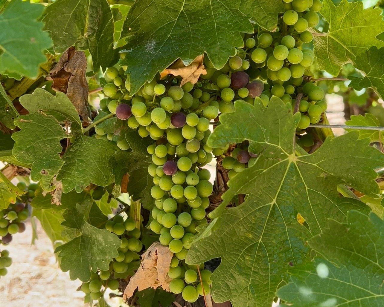 Grapes in the Parrish vineyard beginning the process of veraison