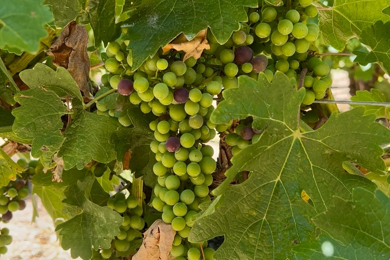 Cluster of grapes growing among vine leaves on a grapevine, beginning the process of veraison as the grapes begin to ripen.