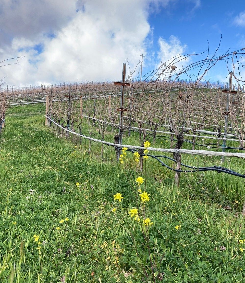 A vineyard with a fence and yellow flowers in the foreground.