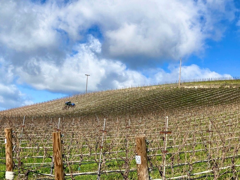 A fence surrounds a vineyard on a hill with a blue sky in the background.