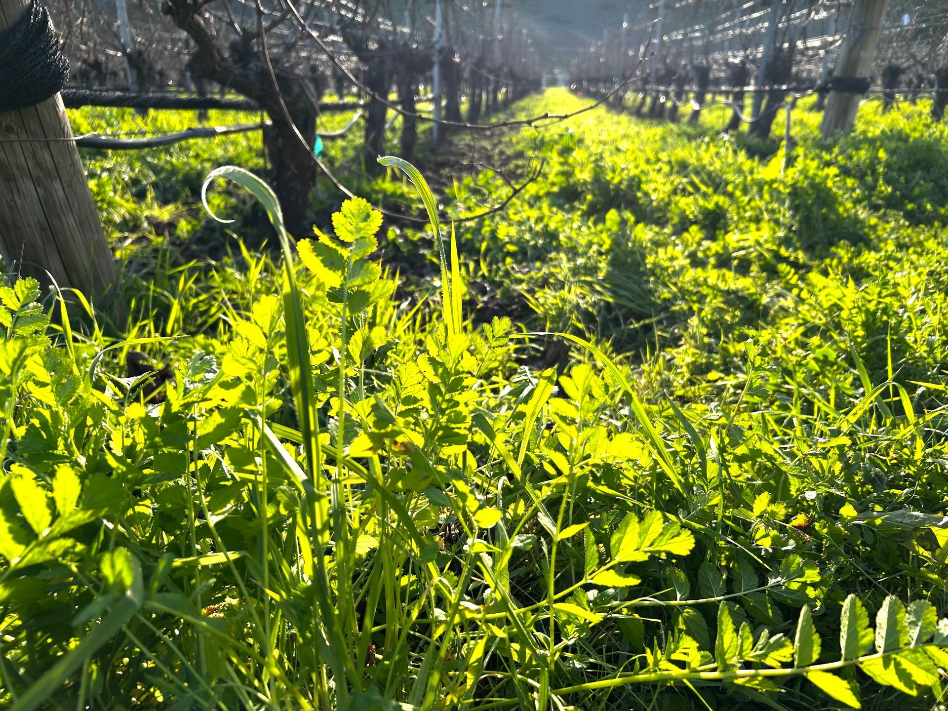 Closeup photo of cover crops lining the grounds of Parrish Family Vineyard.